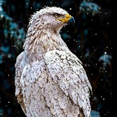 saddi_zxs794
