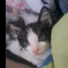 Charm_Cat26
