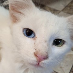 lio