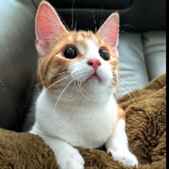 cute cats