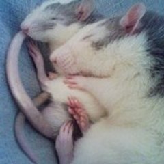 coupleloutre