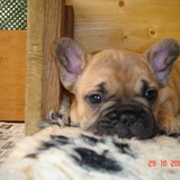 myboule