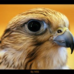 alotaibi