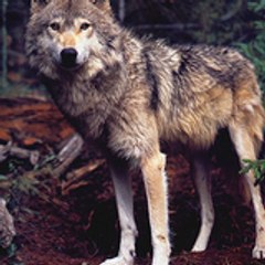 shadowolf19