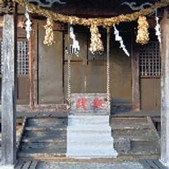 Beetles and stag Beetles