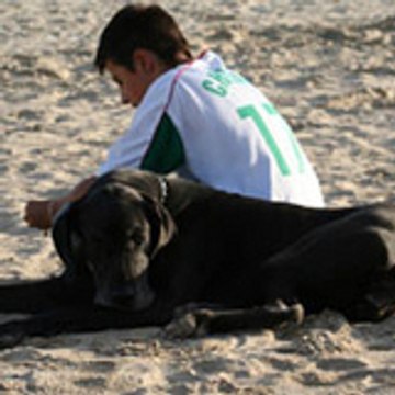 dogue-allemand