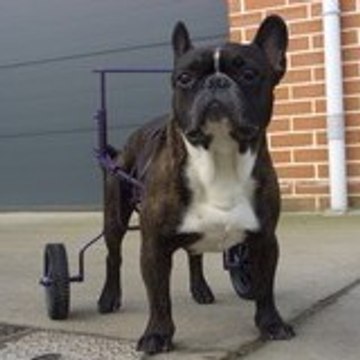 Chariot Jean-Louis Pagani