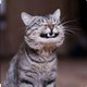 funnycats