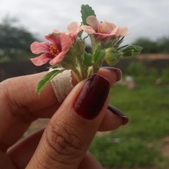 Machiatto Spanish Latte 13