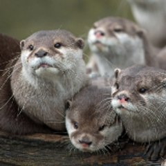 anOtter