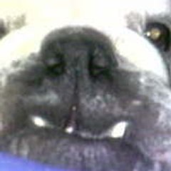 videodebarge
