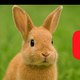 abdul_hxy421