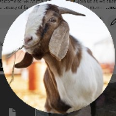 GR Animal Farm 91 🐄🐓