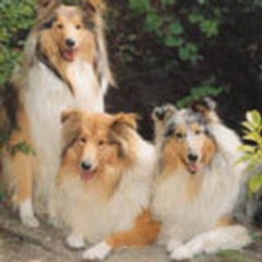amourdecolleys