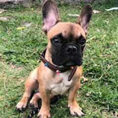 Ragnard Frenchie