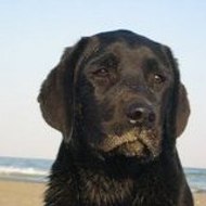 LABRADORS MAZET DE LA CRAU