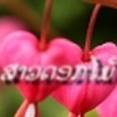 Saodokmai