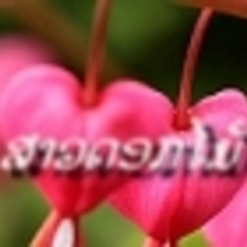 Saodokmai
