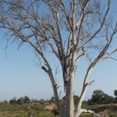 calinmalin