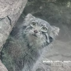 maeko_manul