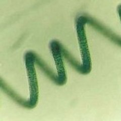 Spiruline