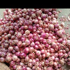 The Best Onion buisnes update pakistan