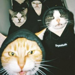 gang des chat