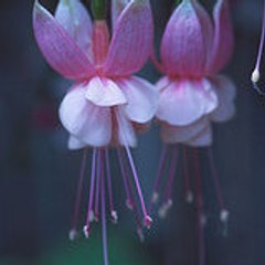 Jannice Gardener