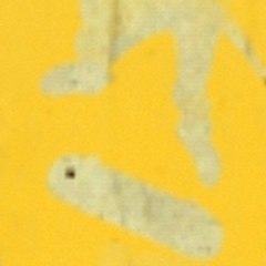 Newschoolskateboarding