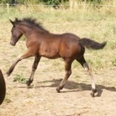 poneys-de-sport