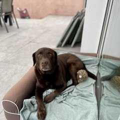 Maui l’Ourse Brun 🤎