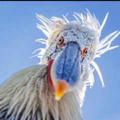animals funny