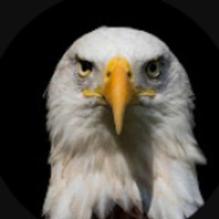 America's Eagle