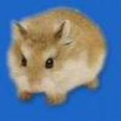 Hemster