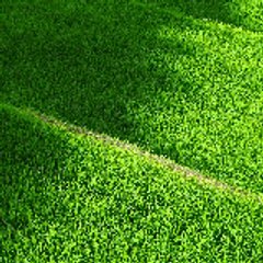 Immortal Cultivation MS