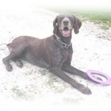 Véronique Desseille