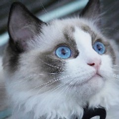 Dazzling Ragdoll Kittens
