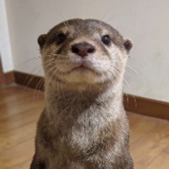 Otter Wholesome