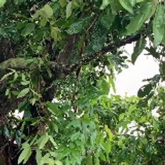Sound Rain relaxing