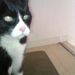 Arfis