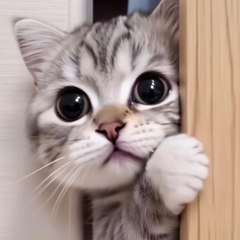 @k@d3m1k
