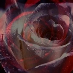 Aucune importance pour vous