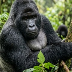 Wildlife Explain