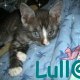 mikoo-lulla