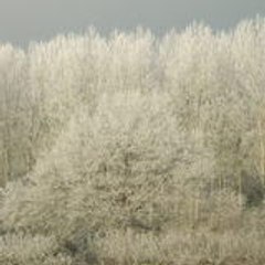 fabrice