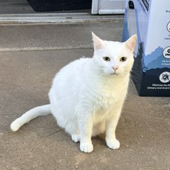 Mon chat