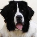 Landseer