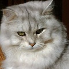 Sylvie