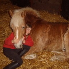 ptit-haflinger