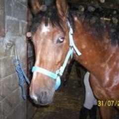 poney39